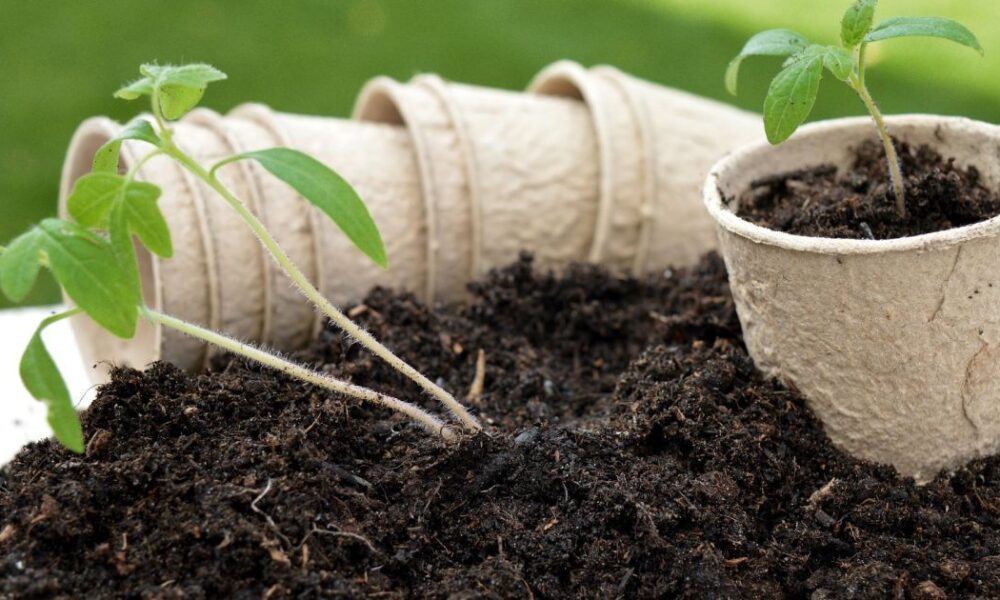 Секреты идеальной почвы для рассады: всё, что нужно знать для пышного роста