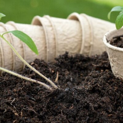 Секреты идеальной почвы для рассады: всё, что нужно знать для пышного роста