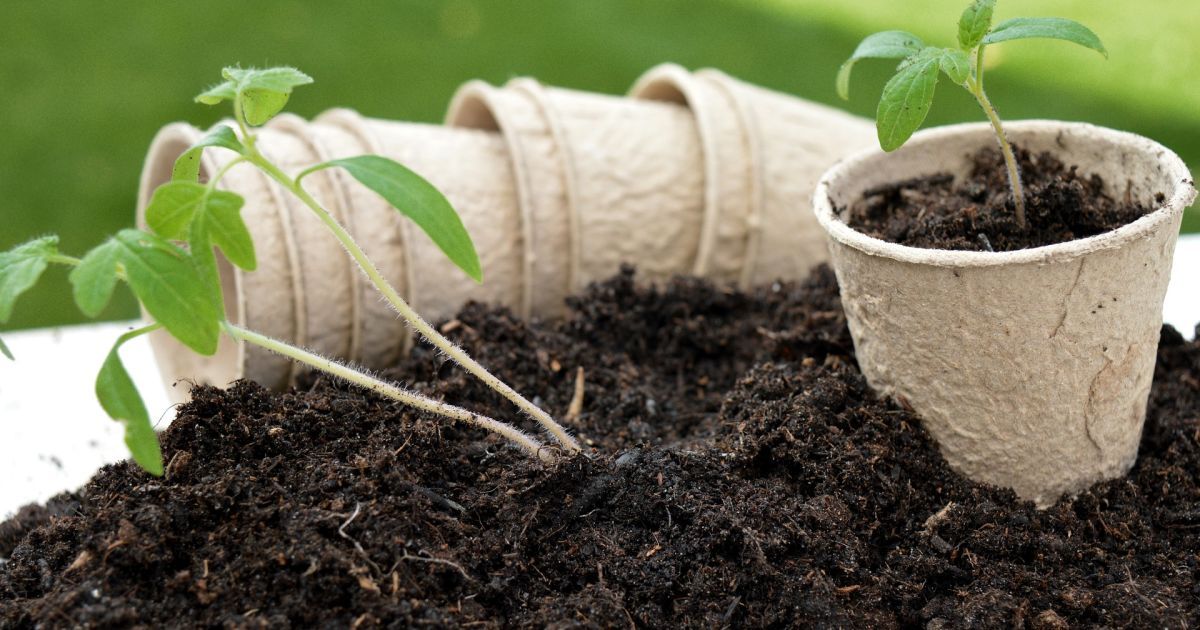 Секреты идеальной почвы для рассады: всё, что нужно знать для пышного роста