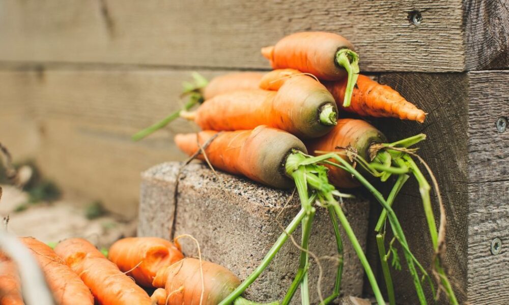 Урожай моркови без трещин: секреты идеального роста для вашего огорода
