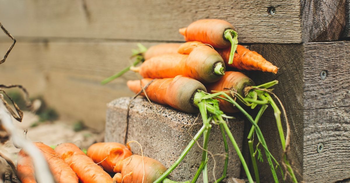 Урожай моркови без трещин: секреты идеального роста для вашего огорода