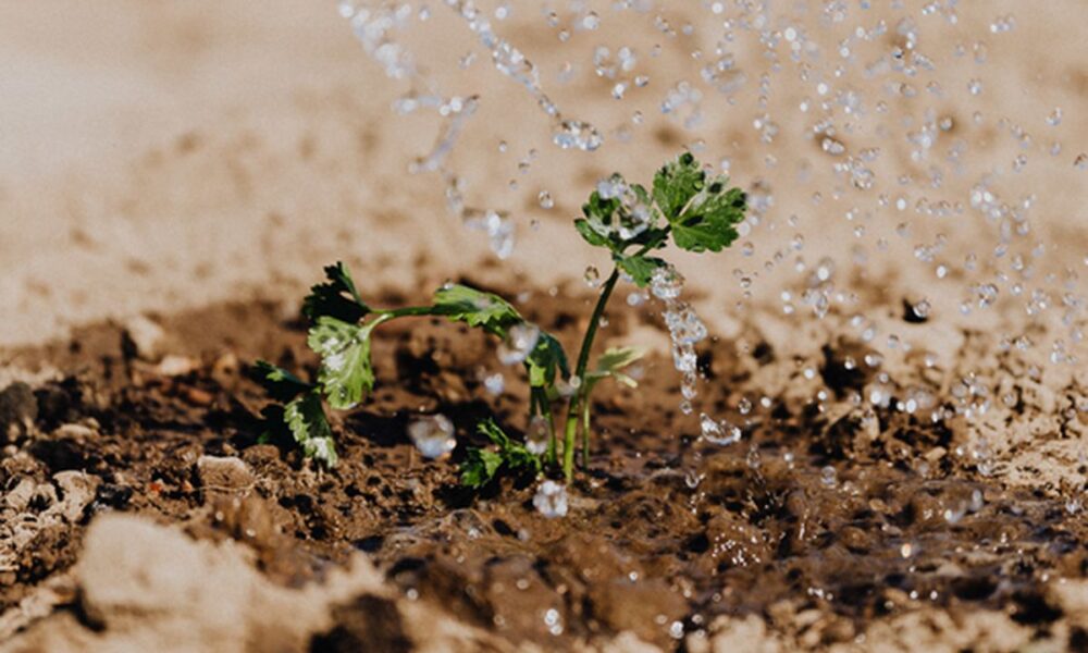 Полив сада и огорода: выбираем лучший способ для вашего дома