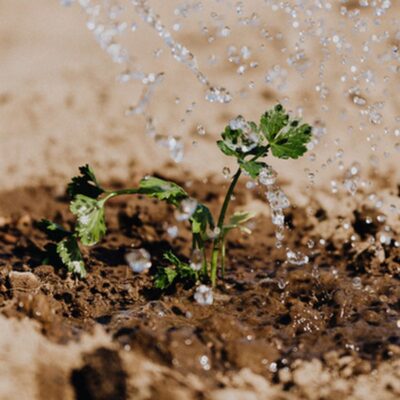 Полив сада и огорода: выбираем лучший способ для вашего дома