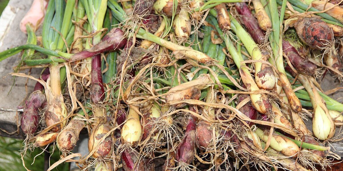 Спасаем урожай лука: почему гниет и как предотвратить порчу