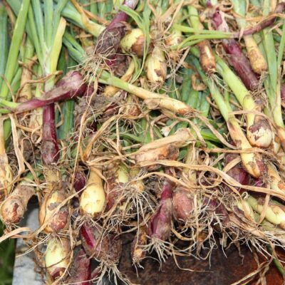 Спасаем урожай лука: почему гниет и как предотвратить порчу