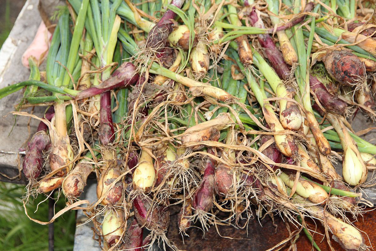 Спасаем урожай лука: почему гниет и как предотвратить порчу
