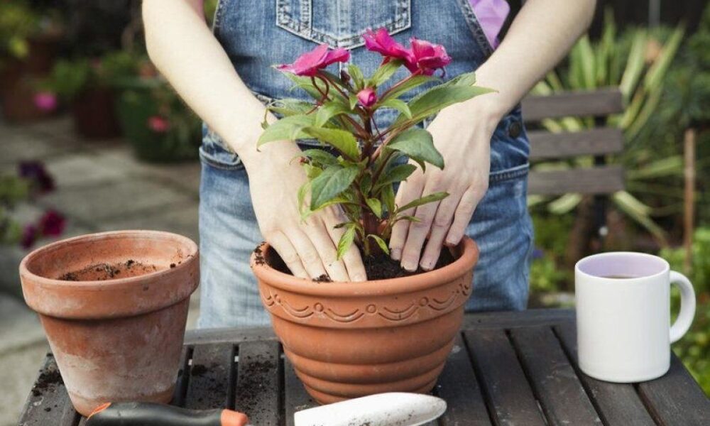 Лунные фазы и ваш сад: как собрать богатый урожай