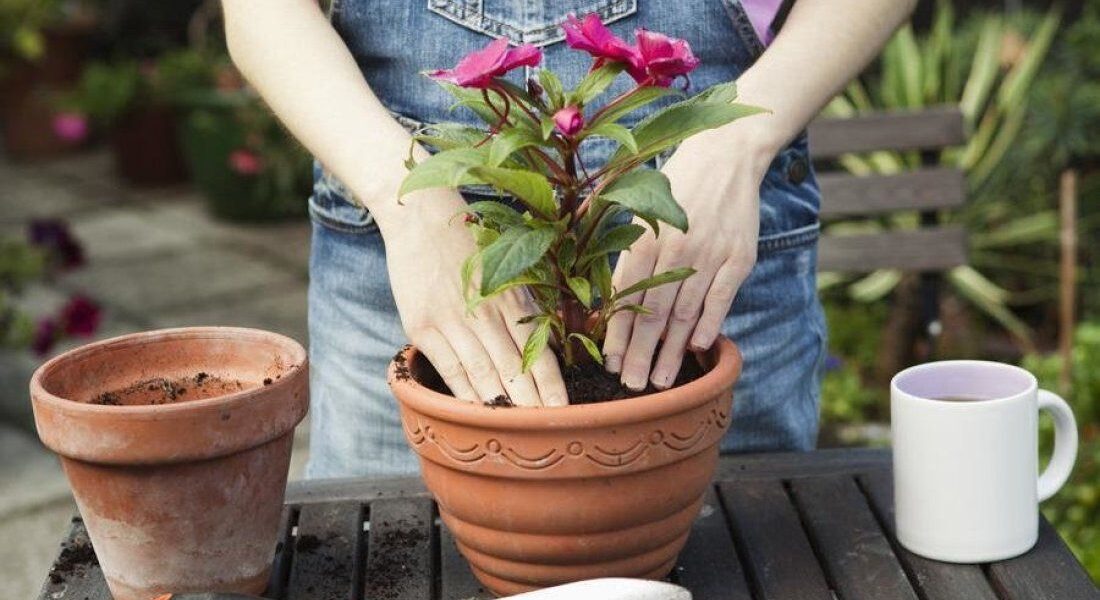 Лунные фазы и ваш сад: как собрать богатый урожай