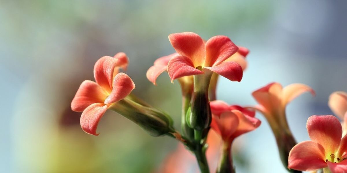 Зимний уход за комнатными растениями: секреты пышной зелени и здоровья