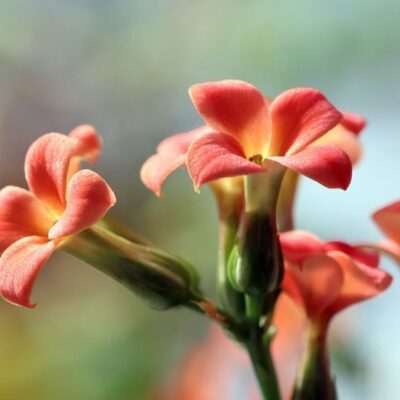 Зимний уход за комнатными растениями: секреты пышной зелени и здоровья