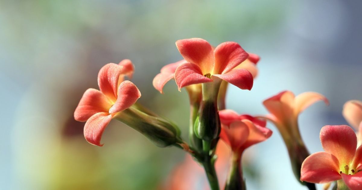 Зимний уход за комнатными растениями: секреты пышной зелени и здоровья