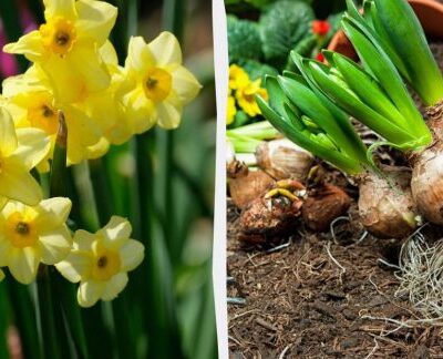 Нарциссы отцвели: уход за луковицами и что делать дальше