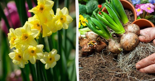 Нарциссы отцвели: уход за луковицами и что делать дальше