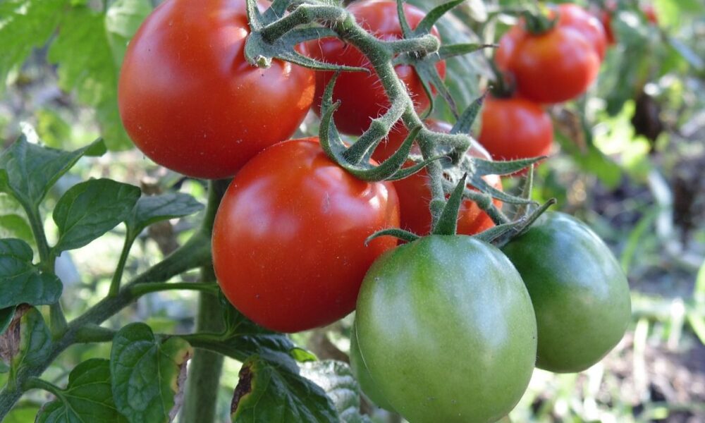 Как спасти урожай: защита овощей от летнего зноя