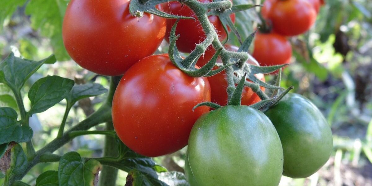 Как спасти урожай: защита овощей от летнего зноя