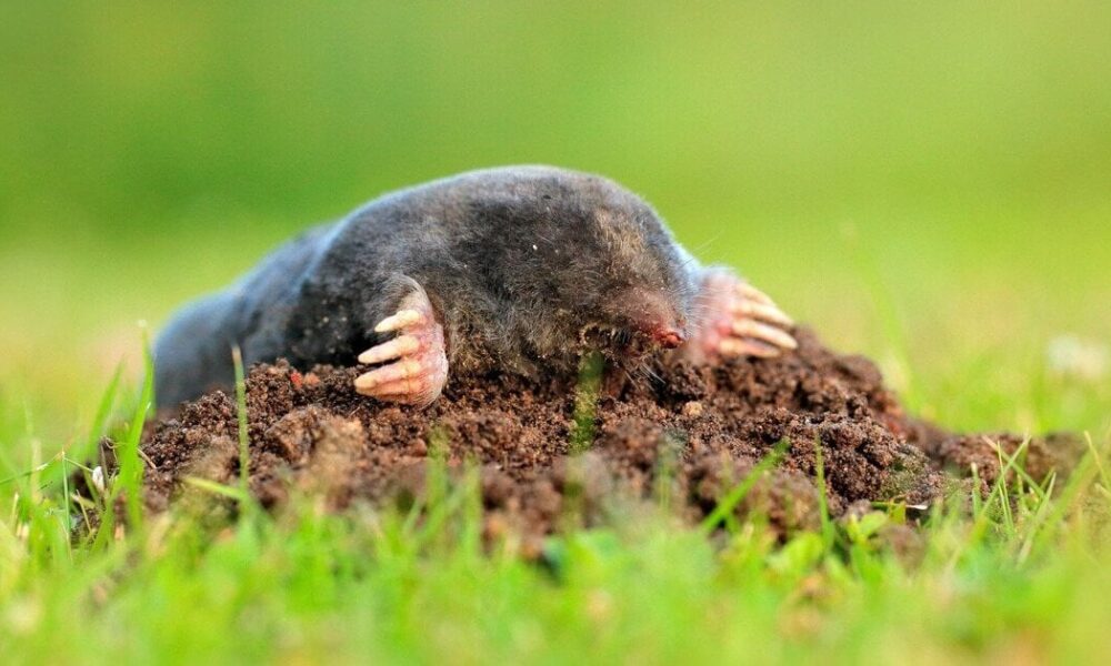 Как избавиться от кротов на участке: проверенные народные средства для вашего огорода