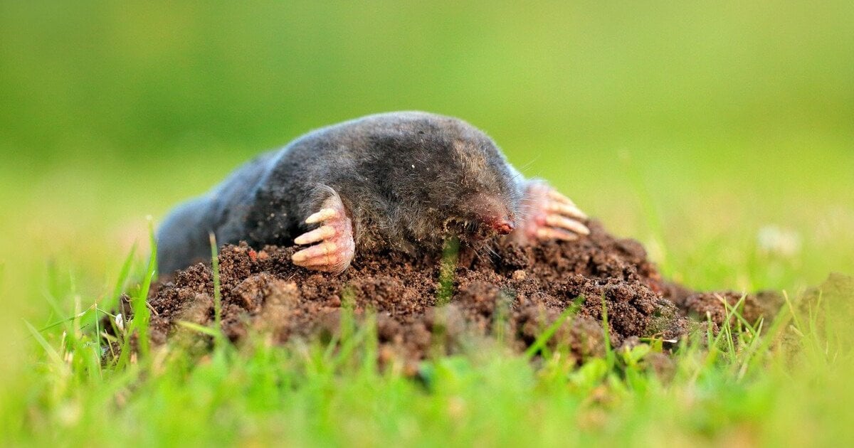 Как избавиться от кротов на участке: проверенные народные средства для вашего огорода