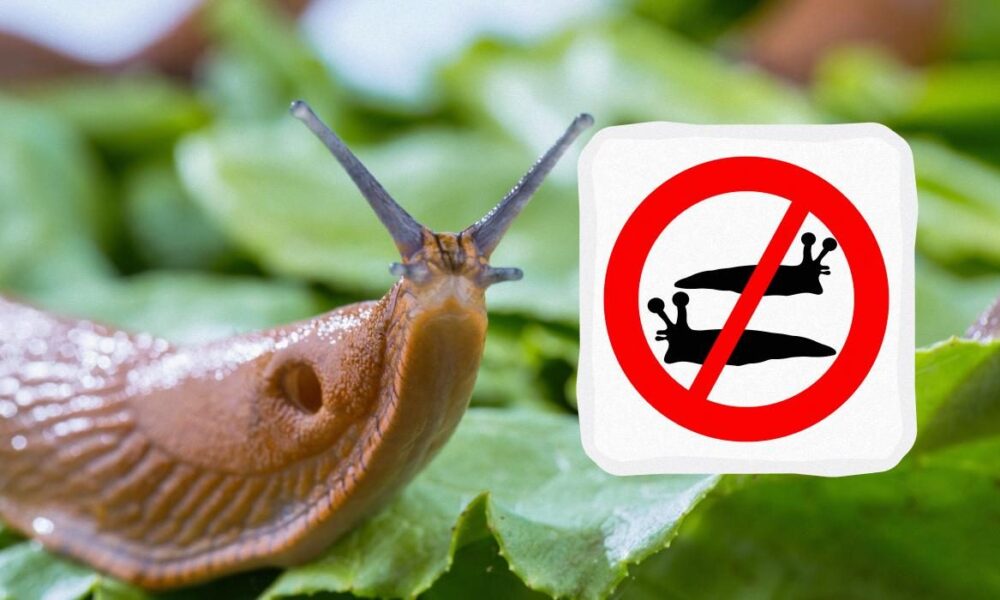 Избавляемся от слизней: эффективные методы для дома и погреба