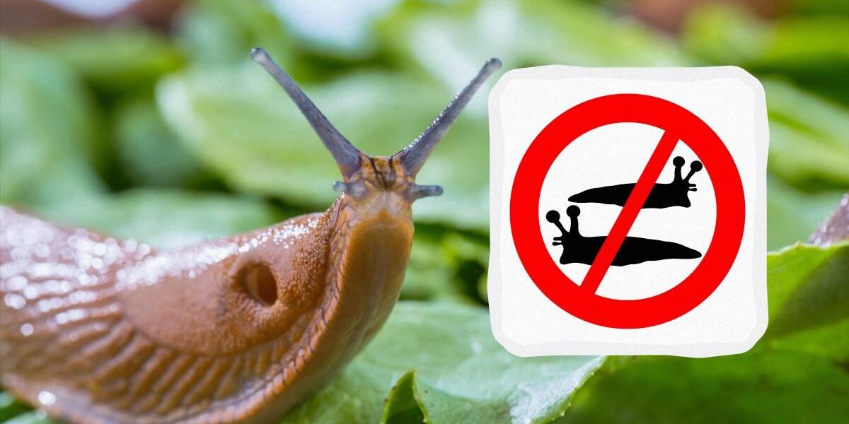 Избавляемся от слизней: эффективные методы для дома и погреба
