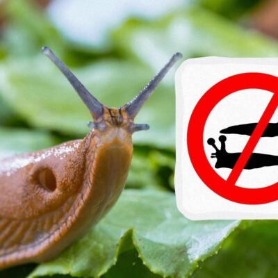 Избавляемся от слизней: эффективные методы для дома и погреба