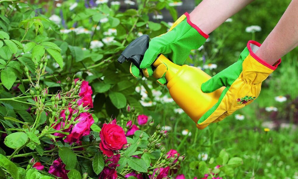 Секреты омоложения роз: как преобразить кусты с помощью подручных средств