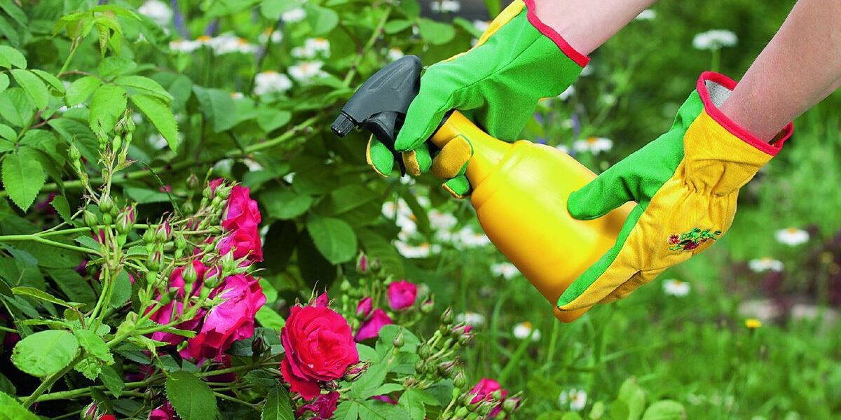 Секреты омоложения роз: как преобразить кусты с помощью подручных средств