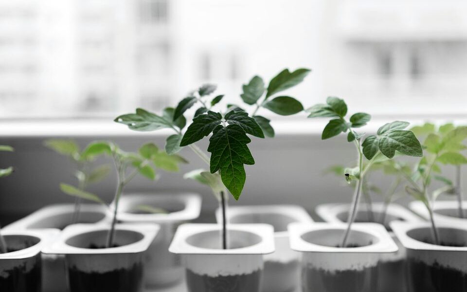 Секреты ухода за рассадой: как использовать золу для пышного роста