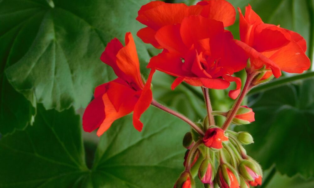 Осенняя обрезка герани: когда это стоит делать, а когда лучше подождать