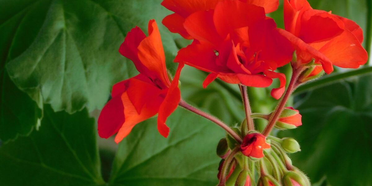 Осенняя обрезка герани: когда это стоит делать, а когда лучше подождать