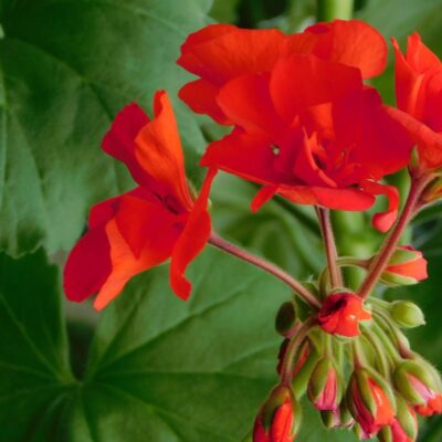 Осенняя обрезка герани: когда это стоит делать, а когда лучше подождать