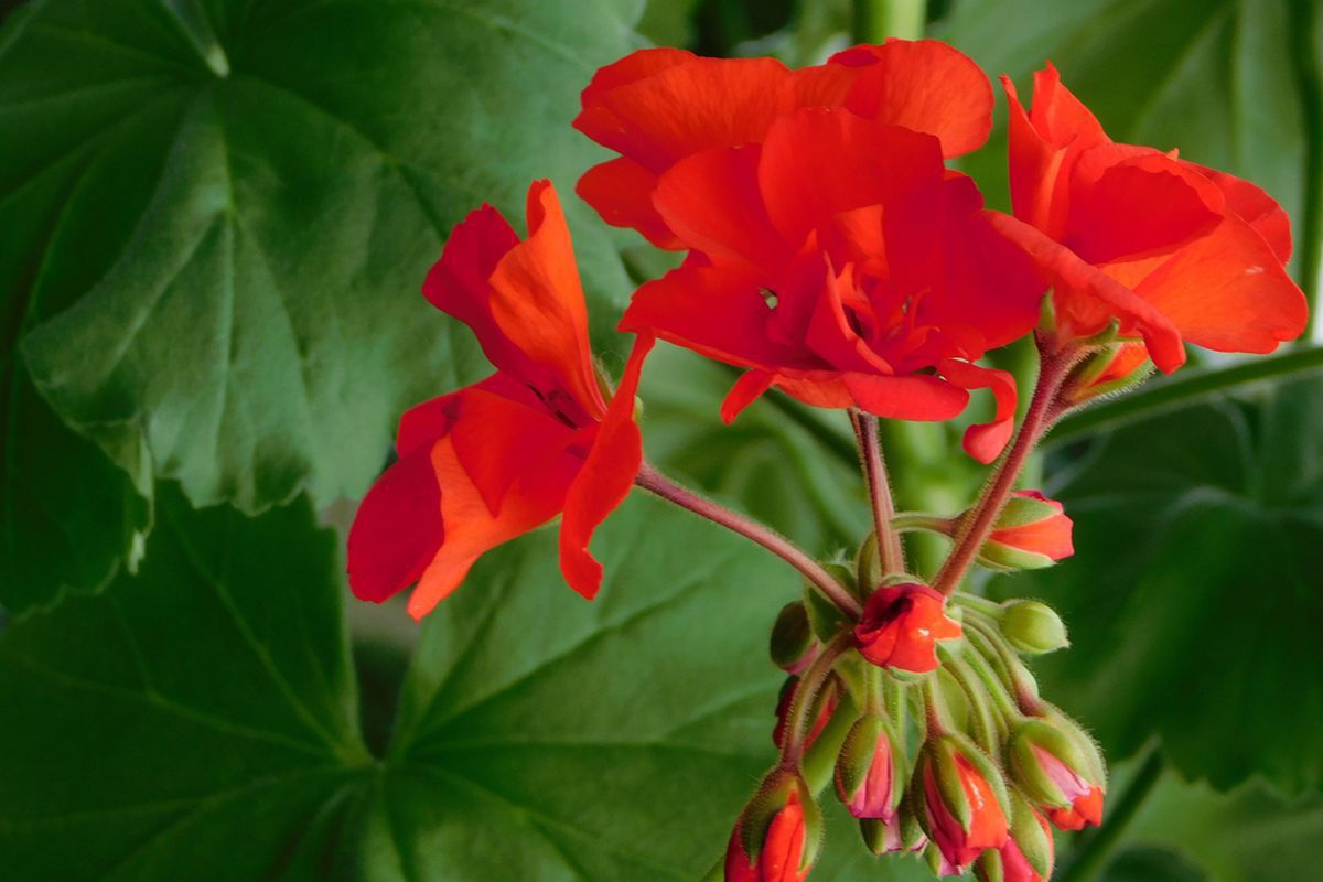 Осенняя обрезка герани: когда это стоит делать, а когда лучше подождать