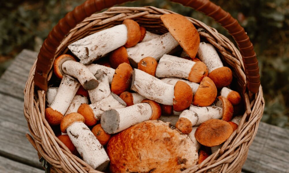 Выращиваем лесные грибы на даче: подробное руководство для хозяек