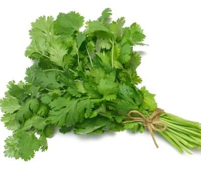 Выращиваем ароматную кинзу на подоконнике: секреты для дома и огорода