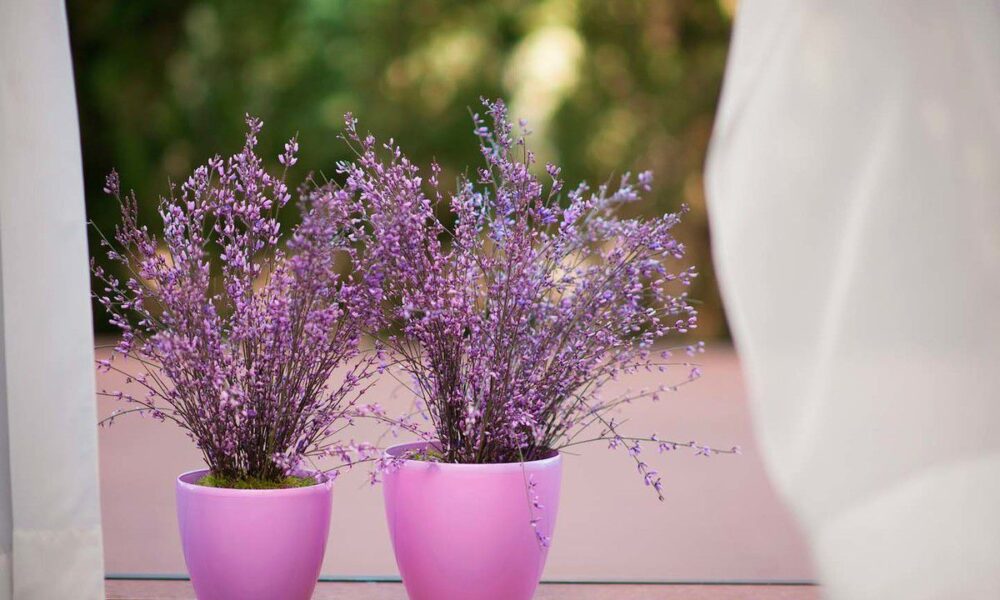 Секреты идеального расположения комнатных растений для уютного дома