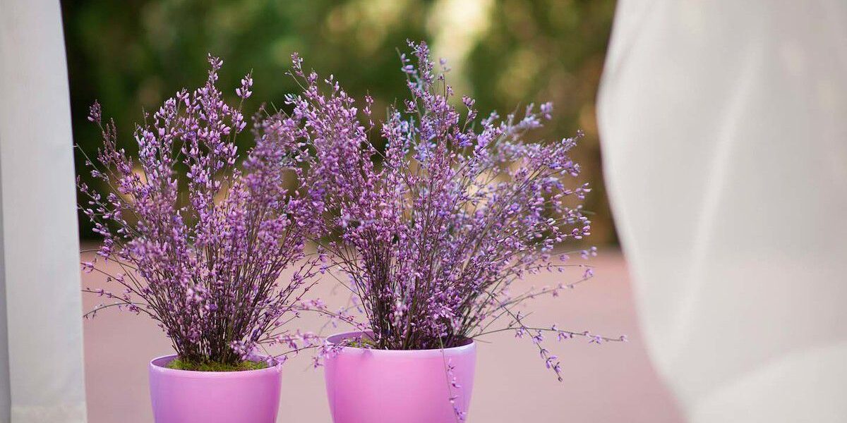 Секреты идеального расположения комнатных растений для уютного дома