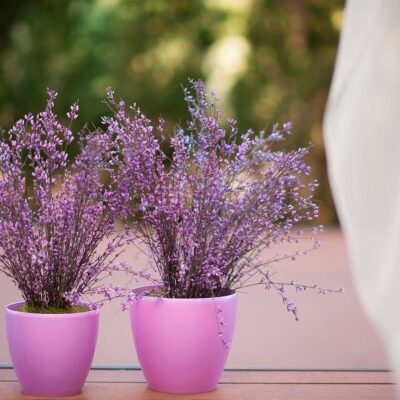 Секреты идеального расположения комнатных растений для уютного дома