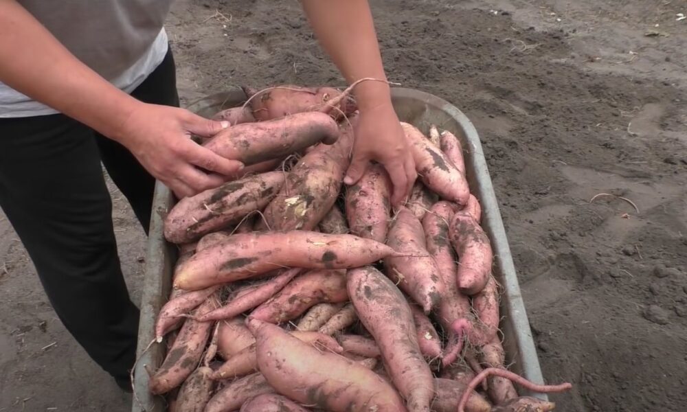 Батат вместо картошки: новое открытие для вашего стола и уютного дома