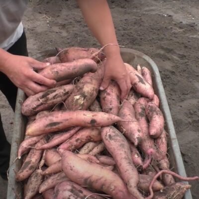 Батат вместо картошки: новое открытие для вашего стола и уютного дома