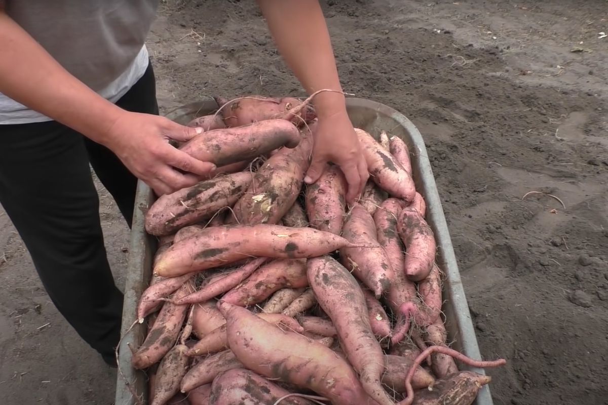 Батат вместо картошки: новое открытие для вашего стола и уютного дома