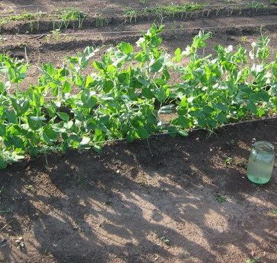 Горох в августе: лучшие сорта и секреты посадки для вашего огорода