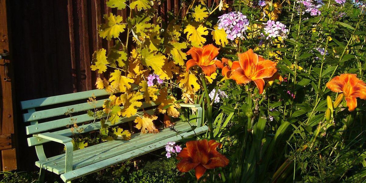 Садовые многолетники: 3 идеи для преображения вашего участка