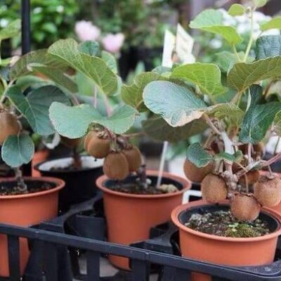 Домашний сад: как вырастить экзотические фрукты, например, киви