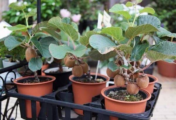 Домашний сад: как вырастить экзотические фрукты, например, киви