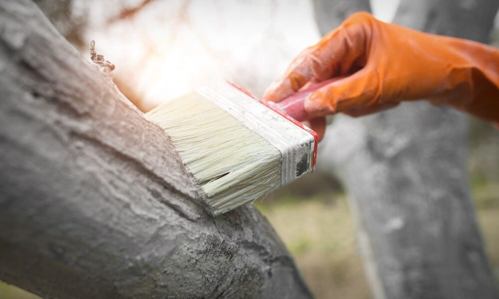 Садовые мифы: какие работы действительно бесполезны для вашего участка