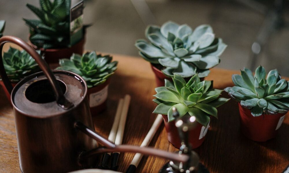 Домашние стимуляторы роста для ваших растений: 8 секретов из кладовки