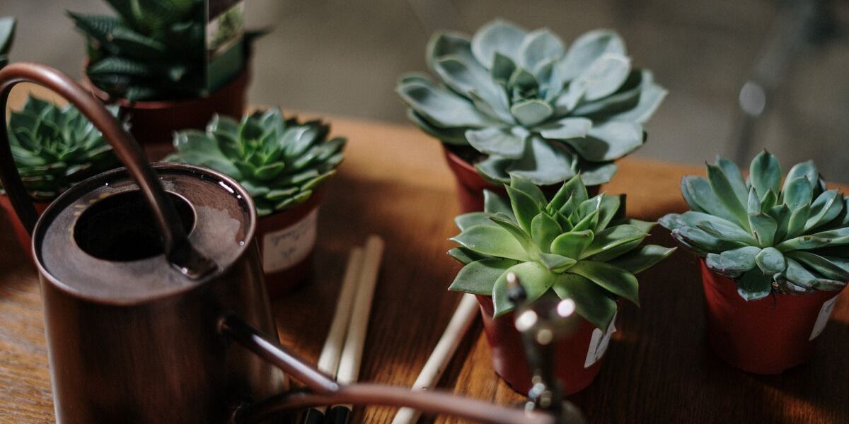 Домашние стимуляторы роста для ваших растений: 8 секретов из кладовки