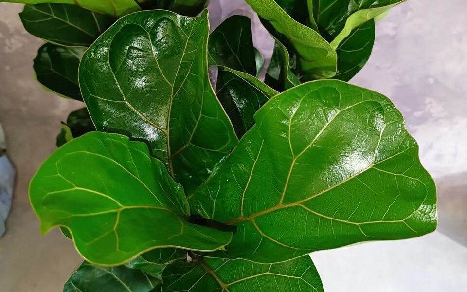 Как вырастить фикус-лиру до 3 метров: секреты пышной зелени и впечатляющей высоты