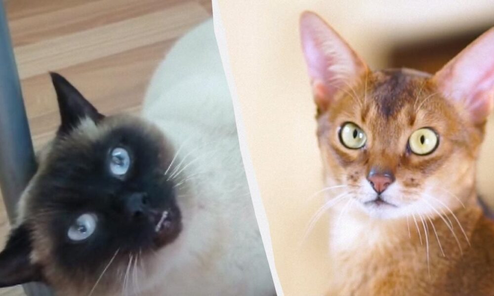 Секреты воспитания кошки: выбор идеальной породы и как приучить питомца к дому