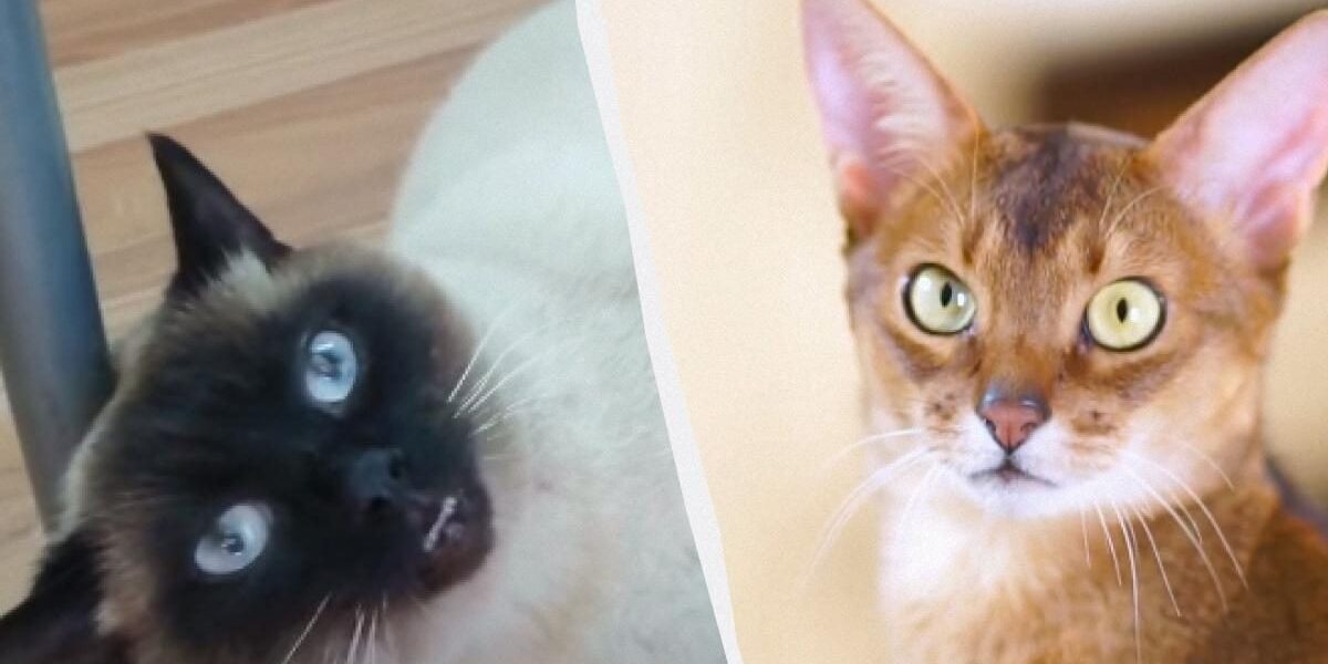 Секреты воспитания кошки: выбор идеальной породы и как приучить питомца к дому