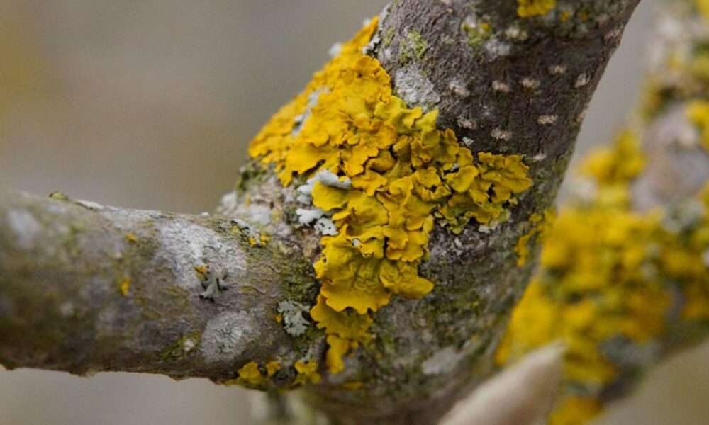 Народные средства против грибка на плодовых деревьях: мох и лишайники спасут ваш сад